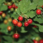 barbados cherry
