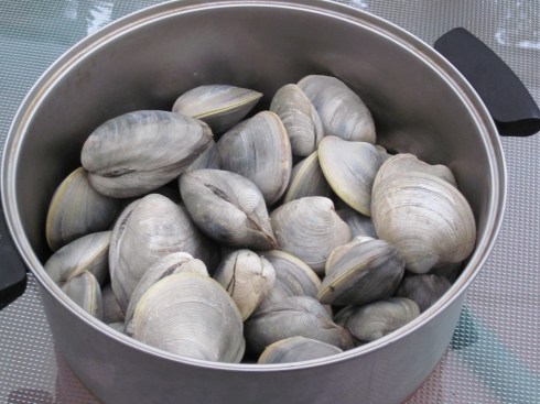 clams