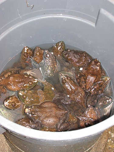 live frogs