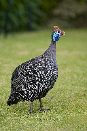 guinea fowl
