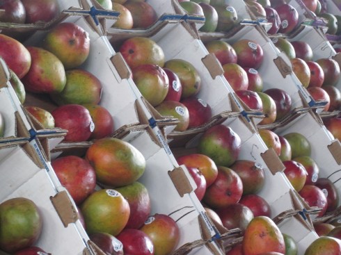 mango boxes