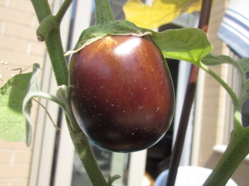 eggplant 009