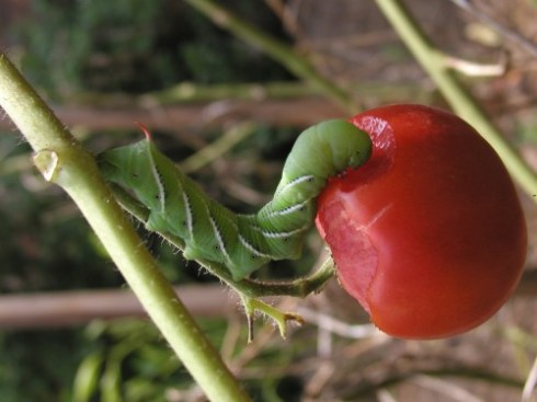 The hornworms like their tomatoes raw.