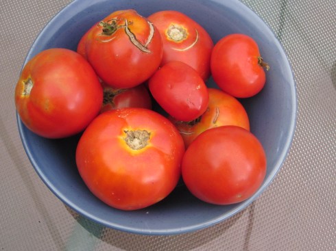 tomatoes