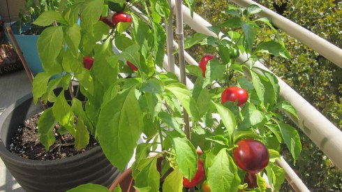 Some of the cherry pepper crop.